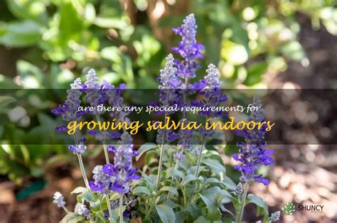 what reading on moisture meter for salvia in containers|how to grow salvia indoors.